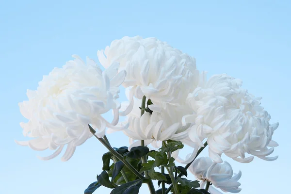 Chrysanthèmes duveteux blancs — Photo