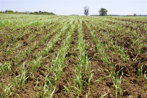 Пагони пшениці в маленькому полі — стокове фото