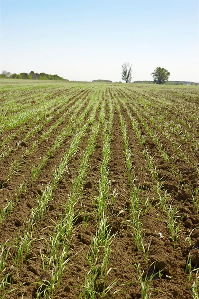 Пагони пшениці в маленькому полі — стокове фото