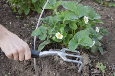 Tool in the hand of a market gardener clipart