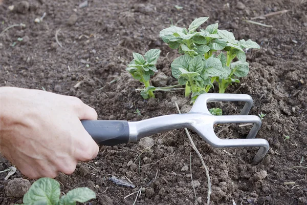 Tool in the hand of a market gardener — Stock Photo, Image