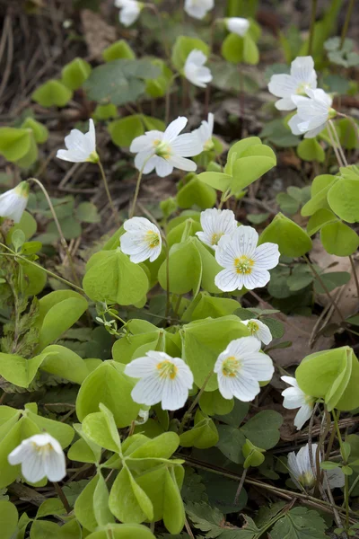 Flor branca delicada floresta — Fotografia de Stock