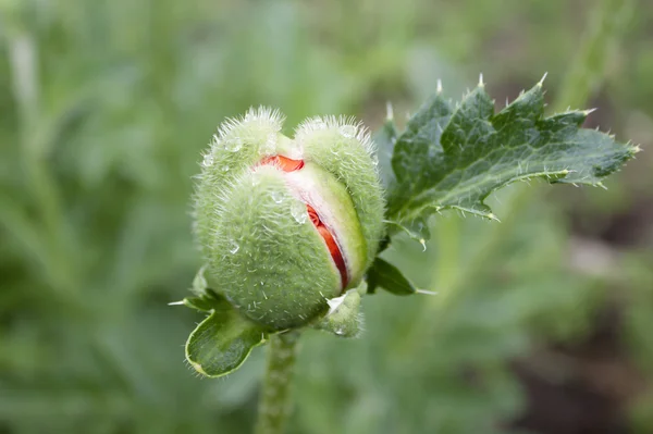 未开封的芽的罂粟 — 图库照片
