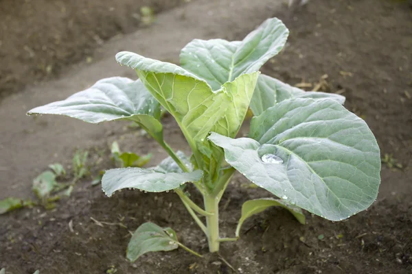 Young plants of cabbage — Stock Photo, Image