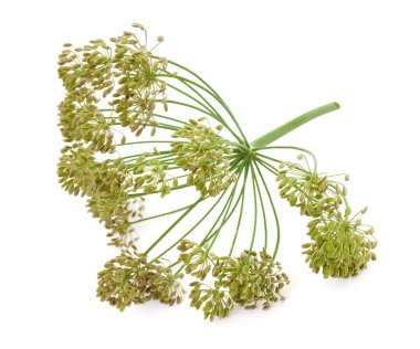 Big bunch of dill seeds clipart