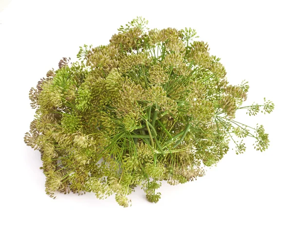 Big bunch of dill seeds — Stock Photo, Image