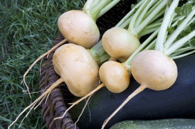 Turnips lying in a basket clipart