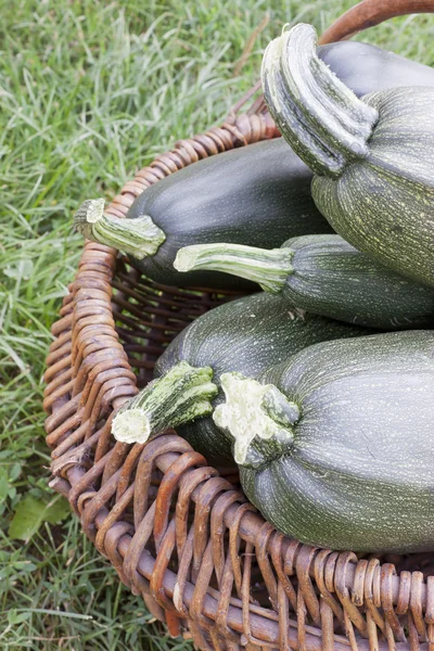Stor zucchini i en korg — Stockfoto