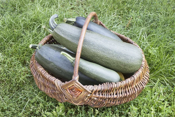 Large courgettes in a basket — Stock Photo, Image