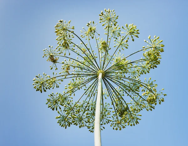 stock image Dill umbrella against the sky