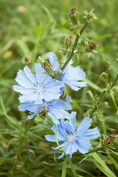 Chicorée aux fleurs bleues — Photo