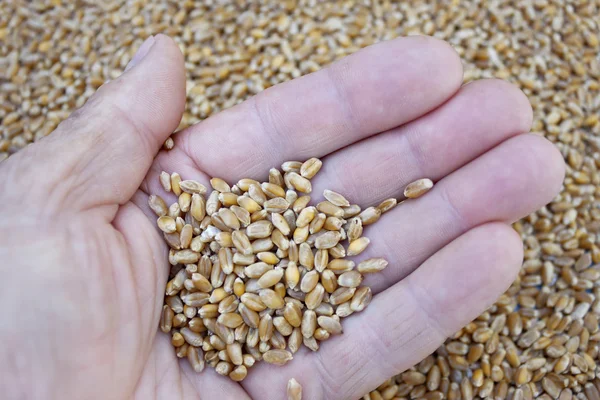 Grains of wheat in her hand — Stock Photo, Image