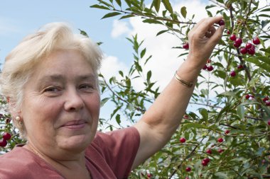 Elderly woman collects berries clipart