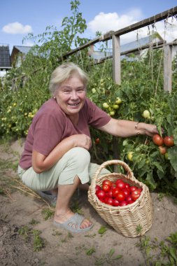 Woman reaps a crop of tomatoes clipart