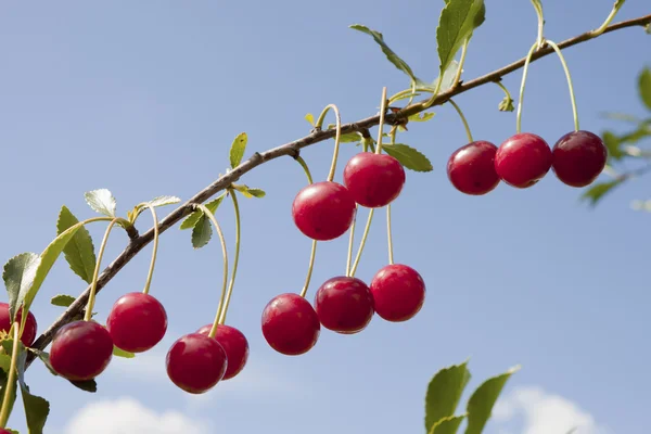 딸기와 체리 나무의 분 지 — 스톡 사진