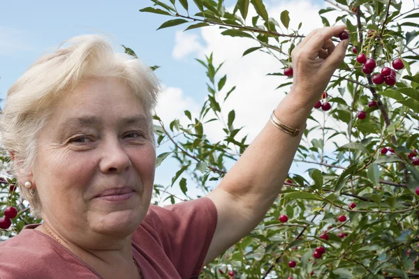 Пожилая женщина собирает ягоды — стоковое фото