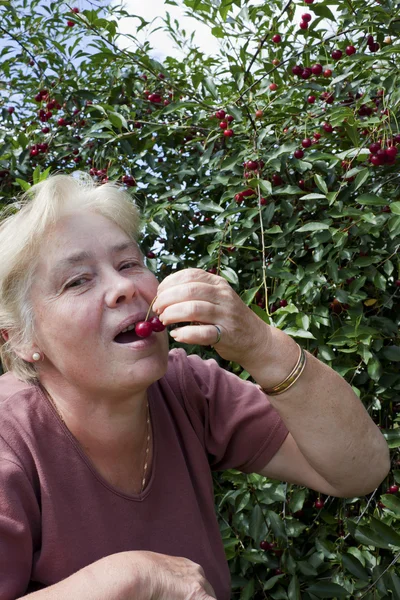 Elderly woman collects berries — Stock Photo, Image