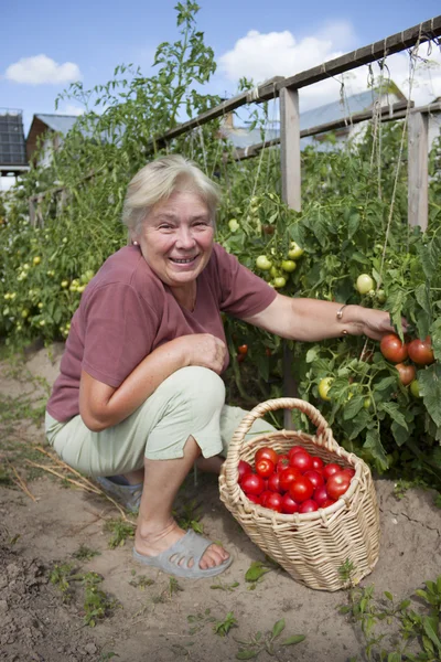 Γυναίκα θερίζει μια καλλιέργεια τομάτας — Φωτογραφία Αρχείου