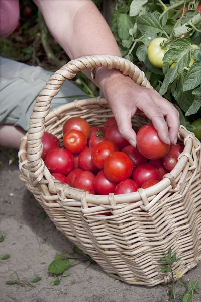 Изобилие фруктификации помидоров — стоковое фото