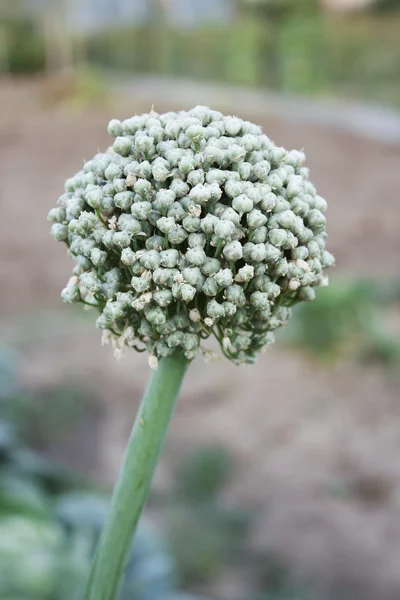 Pochodzenie nasion cebuli na matkę — Zdjęcie stockowe
