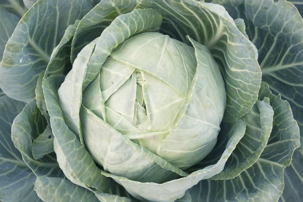 A head of cabbage — Stock Photo, Image