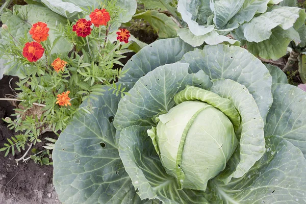 Together growing cabbage and flowers — Stock Photo, Image