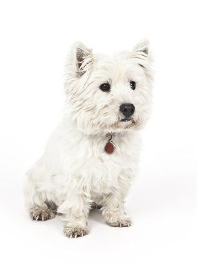 Beyaz terrier
