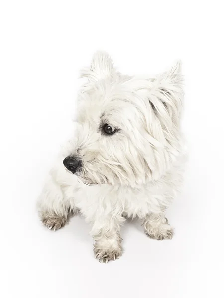 White Terrier — Stock Photo, Image