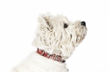 White Terrier clipart