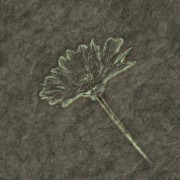 Окаменелый цветок — стоковое фото