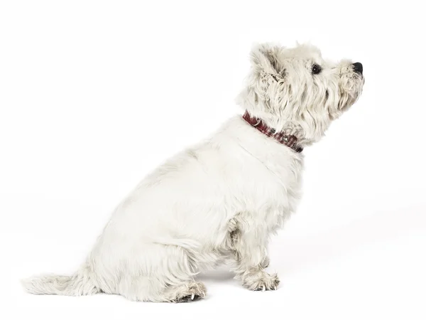 Vit terrier — Stockfoto