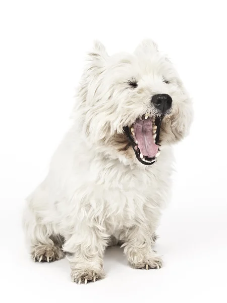 Vit terrier — Stockfoto