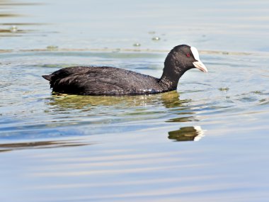 Fulica atra