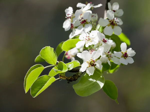 Päron blossom — Stockfoto