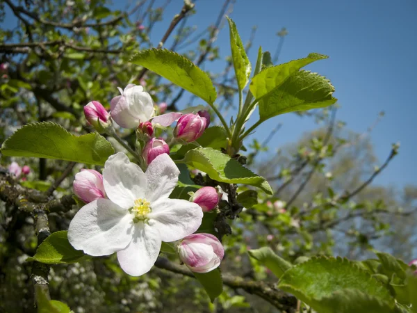 Kwiat jabłoni — Zdjęcie stockowe