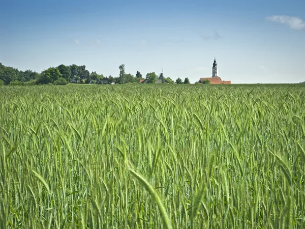 Green wheat — Stock Photo, Image