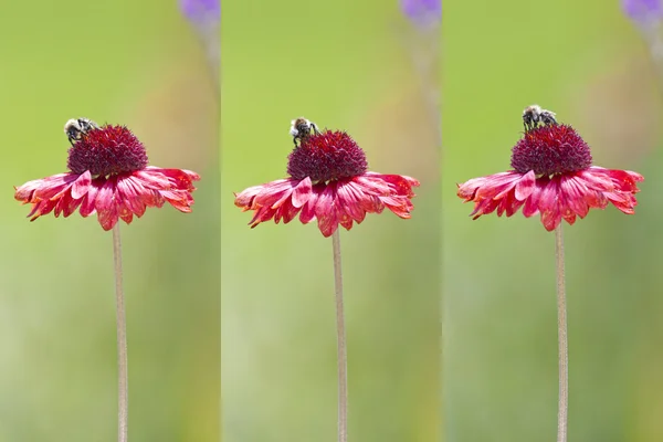 花に蜂 — ストック写真