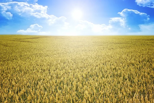 小麦の夏の太陽 — ストック写真