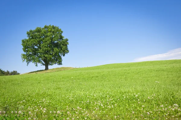 Árbol prado verde —  Fotos de Stock
