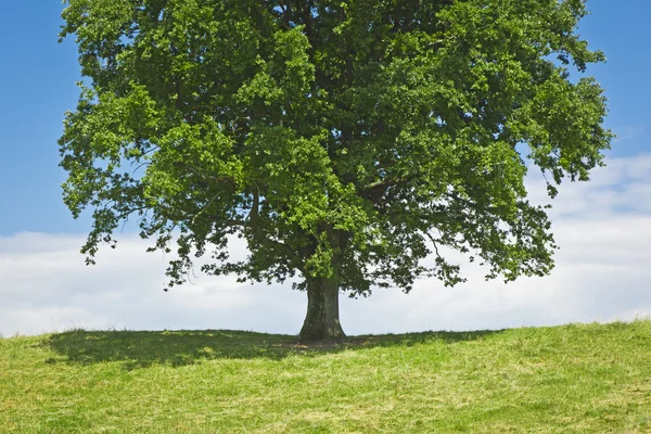 Prado verde de árvore — Fotografia de Stock
