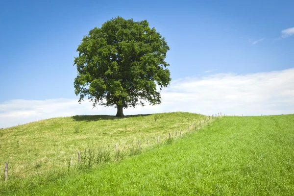 Дерево зелений луг — стокове фото