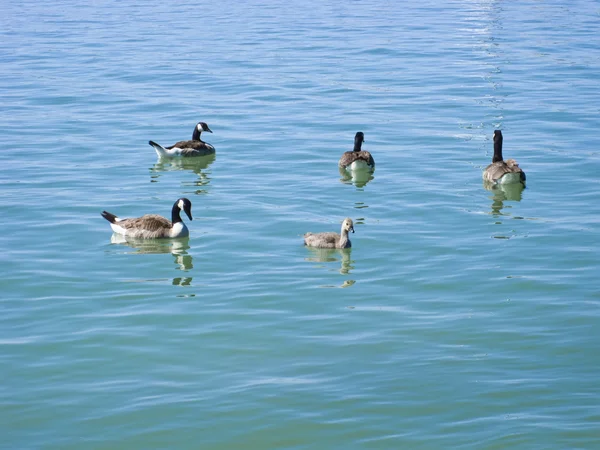 Canadian geese — Stock Photo, Image