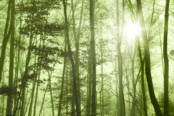 Floresta Foggy — Fotografia de Stock