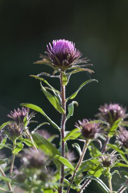 Pembe çiçek monarda