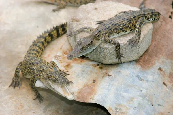 stock image Crocodiles