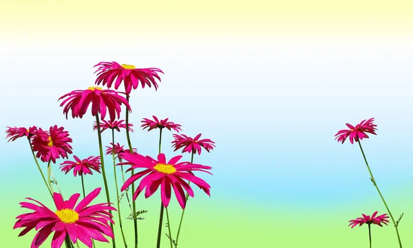Roze madeliefjebloemen op pastel kleuren — Stockfoto