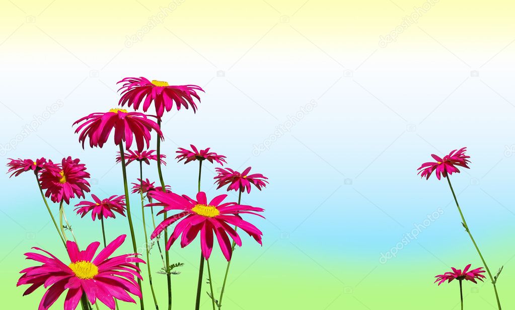 Pink daisy flowers on pastel colors