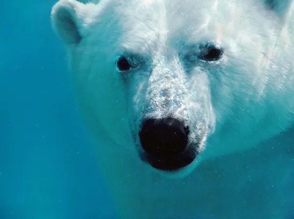 Портрет белого медведя под водой Стоковое Изображение