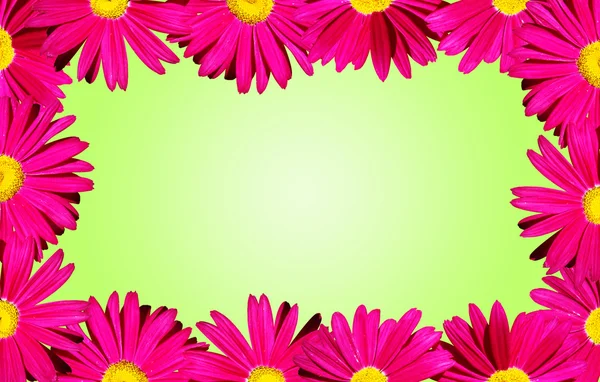 Margaridas-de-rosa fronteira sobre verde — Fotografia de Stock