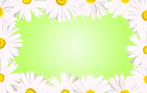 Weiße Gänseblümchen grenzen an grün — Stockfoto